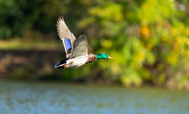 serene beauty of dal lake